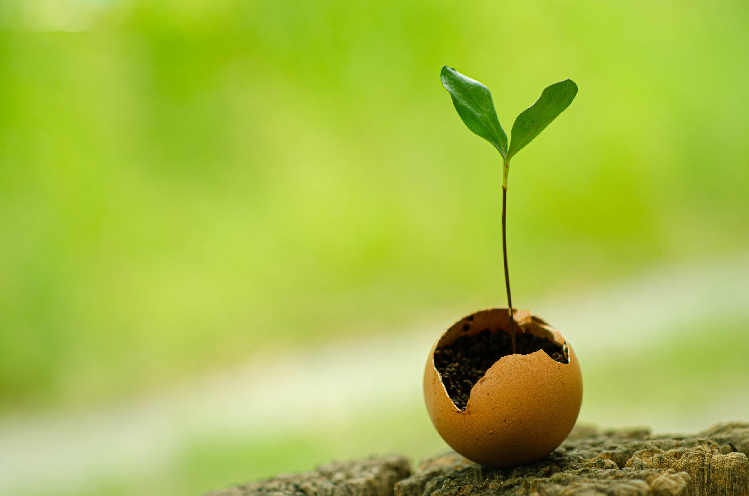 Close-up​ a young plant growth​ in egg shell